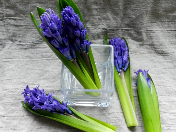 hyacinth arrangement