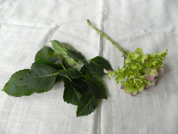 hydrangea arrangement