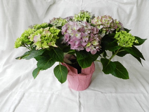 hydrangea arrangement