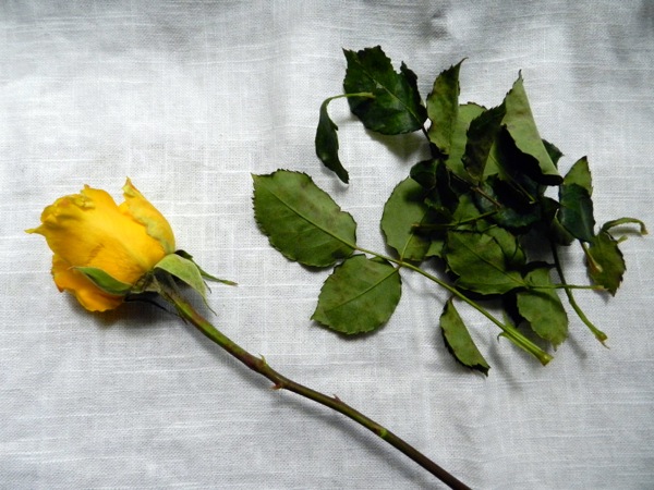 square flower arrangement 