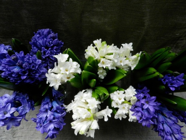 hyacinth arrangement