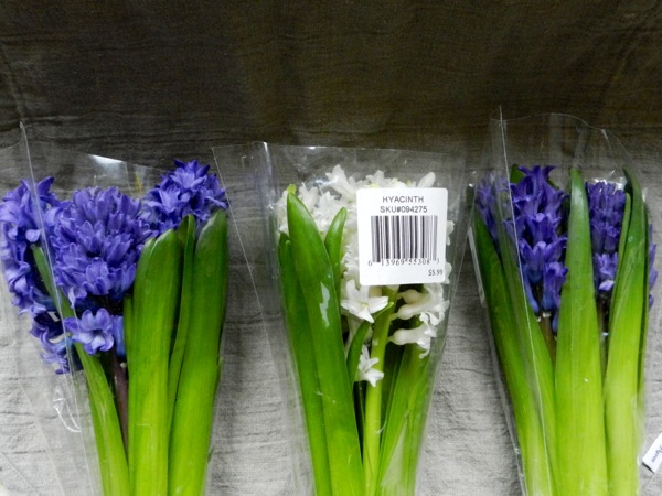 hyacinth arrangement