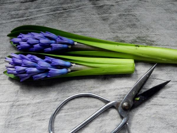 hyacinth arrangement