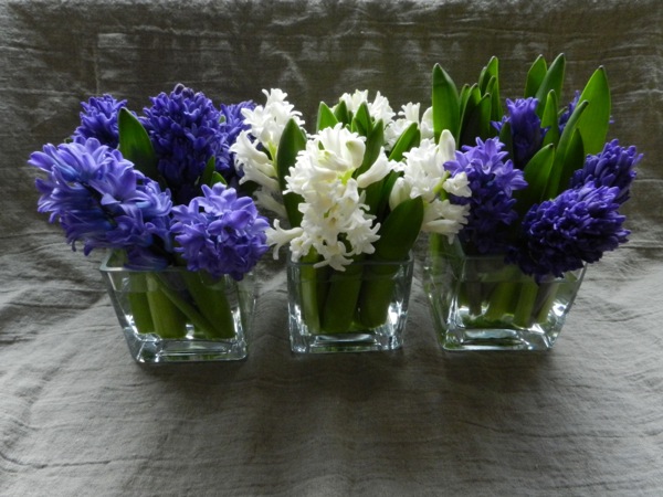 hyacinth arrangement