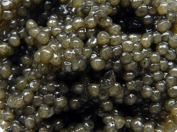 caviar